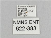 銀端帶鉤蛾藏品圖，第3張