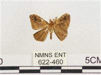 小白紋毒蛾藏品圖，第1張