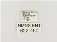 小白紋毒蛾藏品圖，第3張