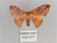 銀端帶鉤蛾藏品圖，第1張