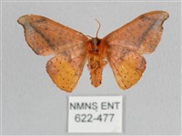 銀端帶鉤蛾藏品圖，第2張