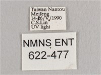 銀端帶鉤蛾藏品圖，第3張