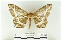 樹形尺蛾藏品圖，第1張