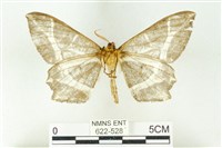 樹形尺蛾藏品圖，第2張