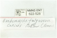 樹形尺蛾藏品圖，第3張