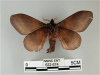 隱波紋枯葉蛾藏品圖，第2張