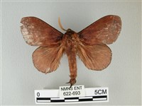 隱波紋枯葉蛾藏品圖，第1張