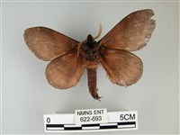 隱波紋枯葉蛾藏品圖，第2張