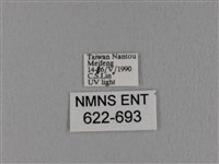 隱波紋枯葉蛾藏品圖，第3張