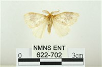 寬紋黃毒蛾藏品圖，第1張