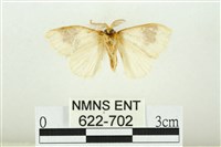 寬紋黃毒蛾藏品圖，第2張