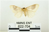 寬紋黃毒蛾藏品圖，第2張