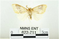 寬紋黃毒蛾藏品圖，第1張