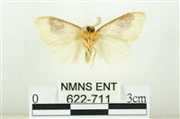 寬紋黃毒蛾藏品圖，第2張