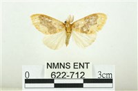 寬紋黃毒蛾藏品圖，第1張