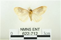 寬紋黃毒蛾藏品圖，第2張