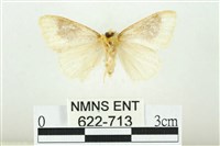 寬紋黃毒蛾藏品圖，第2張