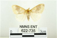 寬紋黃毒蛾藏品圖，第1張