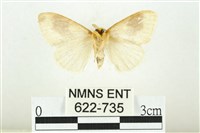 寬紋黃毒蛾藏品圖，第2張