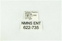 寬紋黃毒蛾藏品圖，第3張