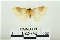 寬紋黃毒蛾藏品圖，第2張