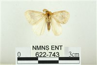 寬紋黃毒蛾藏品圖，第1張