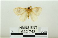 寬紋黃毒蛾藏品圖，第2張