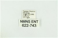 寬紋黃毒蛾藏品圖，第3張