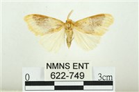 寬紋黃毒蛾藏品圖，第1張