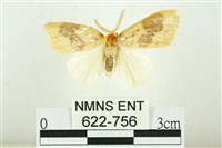 寬紋黃毒蛾藏品圖，第1張