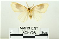 寬紋黃毒蛾藏品圖，第2張