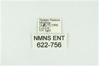 寬紋黃毒蛾藏品圖，第3張