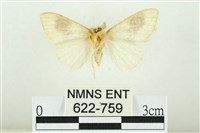 寬紋黃毒蛾藏品圖，第2張