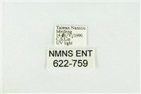 寬紋黃毒蛾藏品圖，第3張