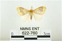 寬紋黃毒蛾藏品圖，第1張