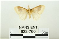 寬紋黃毒蛾藏品圖，第2張