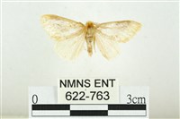 寬紋黃毒蛾藏品圖，第1張