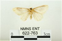 寬紋黃毒蛾藏品圖，第2張