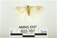 寬紋黃毒蛾藏品圖，第1張