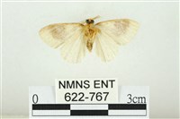 寬紋黃毒蛾藏品圖，第2張