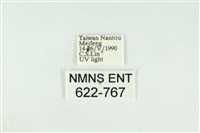 寬紋黃毒蛾藏品圖，第3張