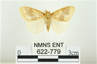 寬紋黃毒蛾藏品圖，第1張