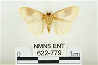 寬紋黃毒蛾藏品圖，第2張