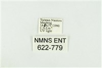 寬紋黃毒蛾藏品圖，第3張