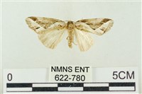 素木氏美波紋蛾藏品圖，第1張