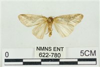 素木氏美波紋蛾藏品圖，第2張