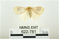 寬紋黃毒蛾藏品圖，第1張