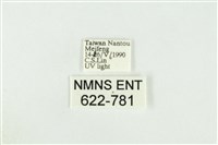 寬紋黃毒蛾藏品圖，第3張