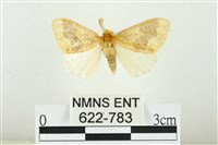 寬紋黃毒蛾藏品圖，第1張