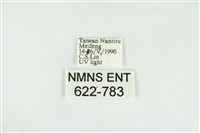 寬紋黃毒蛾藏品圖，第3張